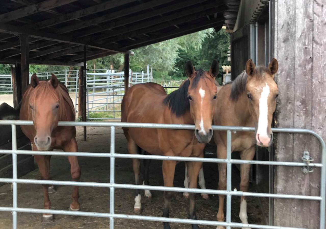 Reiterhof in idyllischer Lage